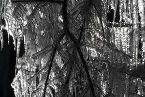 icicles frozen ice on tree branches photo