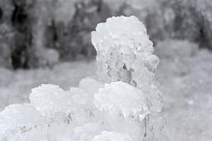 icicles frozen ice on tree branches photo