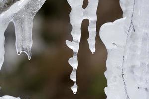 icicles frozen ice on tree branches photo