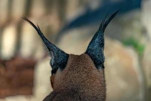 Caracal wild cat close up portrait photo