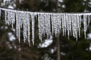 icicles frozen ice on tree branches photo