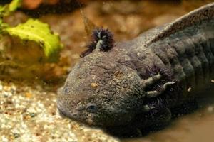 Axolotl underwater portrait photo