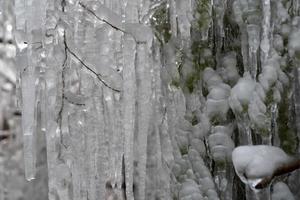 icicles frozen ice on tree branches photo