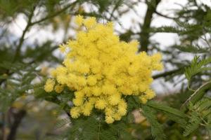 Blooming yellow mimosa on a tree photo