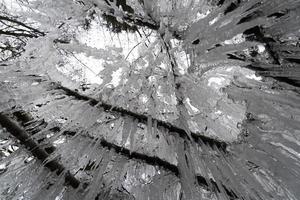 carámbanos hielo congelado en las ramas de los árboles foto