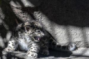 Snow leopard newborn puppy baby photo