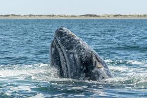 grey whale spy hopping near whalewatching boat in magdalena bay baja california photo