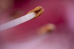 Flower pistil ultra macro photo