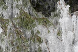 icicles frozen ice on tree branches photo