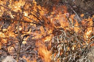 Brushwood burning in fire photo