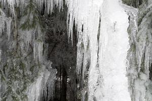 icicles frozen ice on tree branches photo