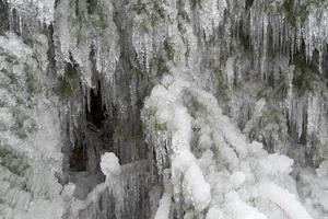 icicles frozen ice on tree branches photo