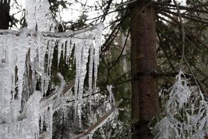 carámbanos hielo congelado en las ramas de los árboles foto