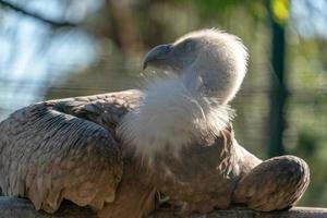 griffon vylture bird of prey portrait photo