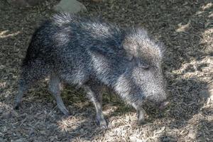 Chacoan peccary from south america photo