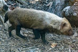 Bush dog from south america photo