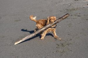 cachorro de perro joven jugando en la playa spaniel cocker foto