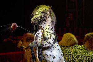 Rampant circus pony horse photo
