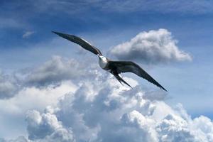 Frigate bird flying on cloudy sky photo