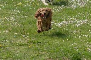 happy cocker spaniel running in the green grass photo