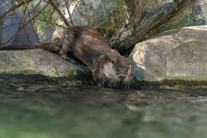 Otter in a river portrait photo