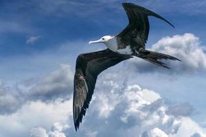 Frigate bird flying on cloudy sky photo