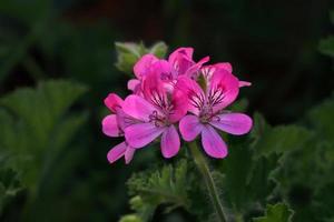 flor de mariposa de geranio de cerca foto