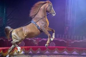 Rampant circus mustang horse