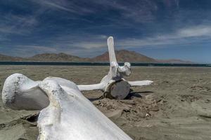 dead whale bones on the beach photo