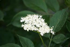 elder tree flowers photo