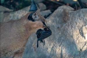 Caracal wild cat close up portrait wwhile eating a bird photo