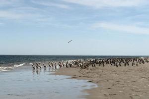 pelican colony in baja california mexico photo