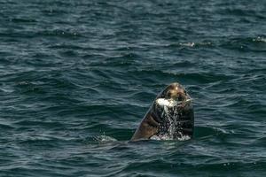 Sea lion hunting a fish photo