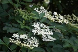 elder tree flowers photo