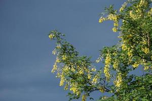 laburnum tree flowers photo