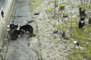Stray cats are black. Cats in yard. photo