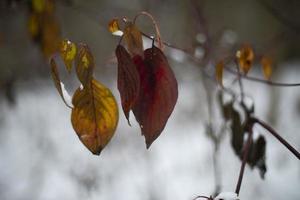 Leaves in snow. Last leaves in autumn. Plants in winter. photo