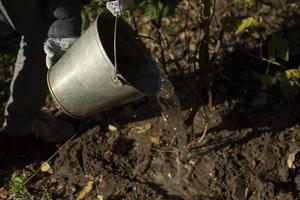 Bucket in garden. Watering plants. Water tank. Work in garden. photo