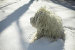 el perro yace en la nieve. paseos de perros en invierno. mascota con pelo blanco. foto