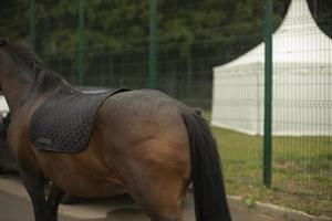 caballo en la ciudad. caballo negro. detalles de animales foto