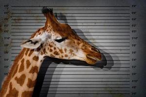 Tanzania giraffe on suspect background mug shot isolated on white photo