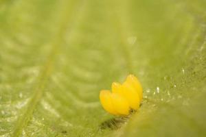 Ladybug yellow eggs on raspberry leaf macro photo