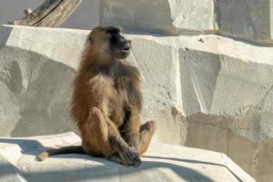 guinea baboon monkey ape photo