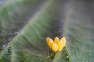 Ladybug yellow eggs on raspberry leaf macro photo