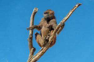 guinea baboon monkey ape photo