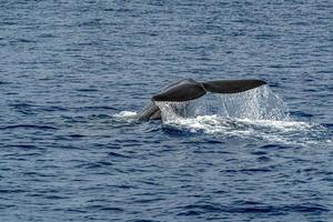 tail of Sperm Whale at sunset while diving photo