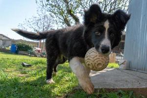 bebe recien nacido cachorro border collie foto