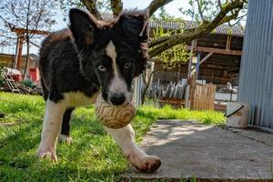 bebe recien nacido cachorro border collie foto