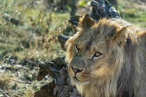 male lion eyes looking at you photo