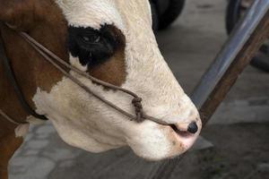 Cow with rope in the nose in seychelles photo